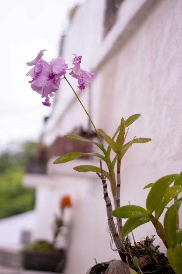 Azamat Self-Catering Apartment Pointe La Rue Exteriör bild